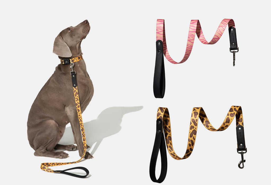 Wild Stripe Leash & Collar Set / アニマル柄 リード&首輪セット