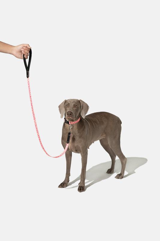 Wild Stripe Leash & Collar Set / アニマル柄 リード&首輪セット