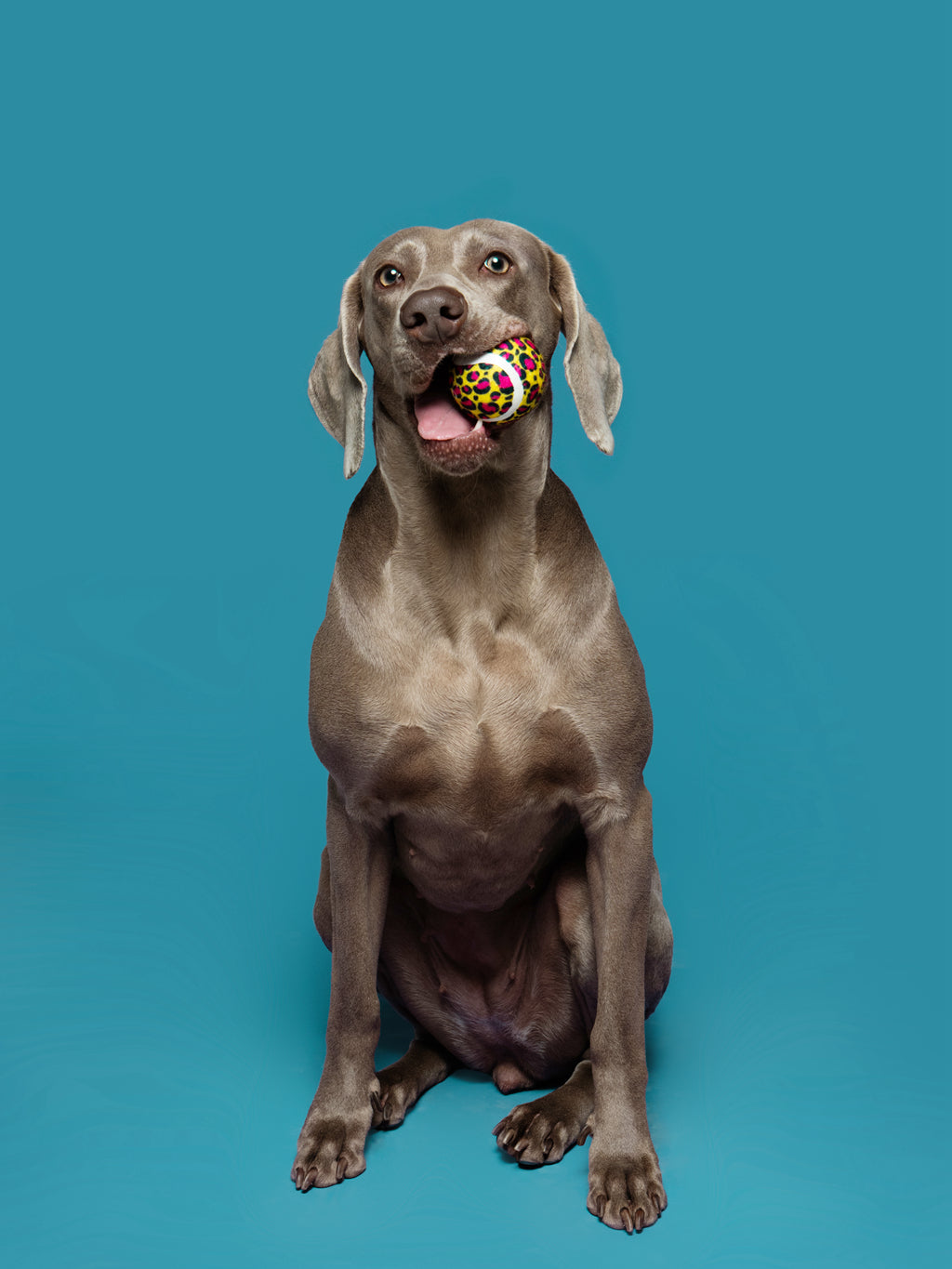 “Leopard Pop” Tennis Ball / 「レオパードポップ」テニスボールトイ