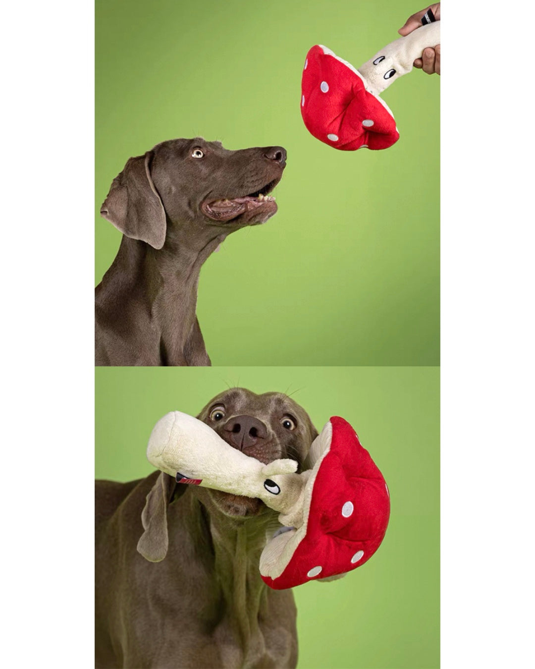 Hidden Treat Mushroom Toy/マッシュルームシリーズ ノーズワークトイ