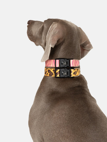 Wild Stripe Leash & Collar Set / アニマル柄 リード＆首輪セット