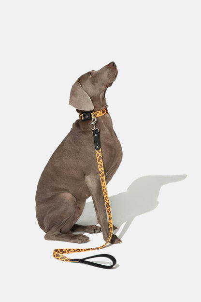 Wild Stripe Leash & Collar Set / アニマル柄 リード＆首輪セット