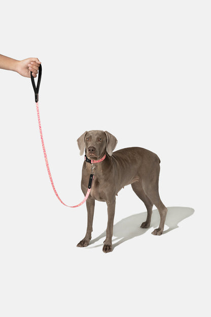 Wild Stripe Leash & Collar Set / アニマル柄 リード＆首輪セット