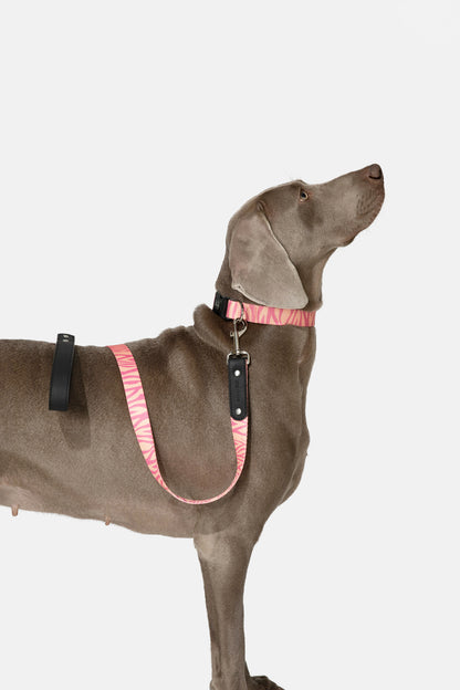Wild Stripe Leash & Collar Set / アニマル柄 リード＆首輪セット