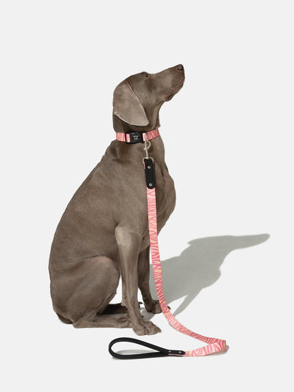 Wild Stripe Leash & Collar Set / アニマル柄 リード＆首輪セット