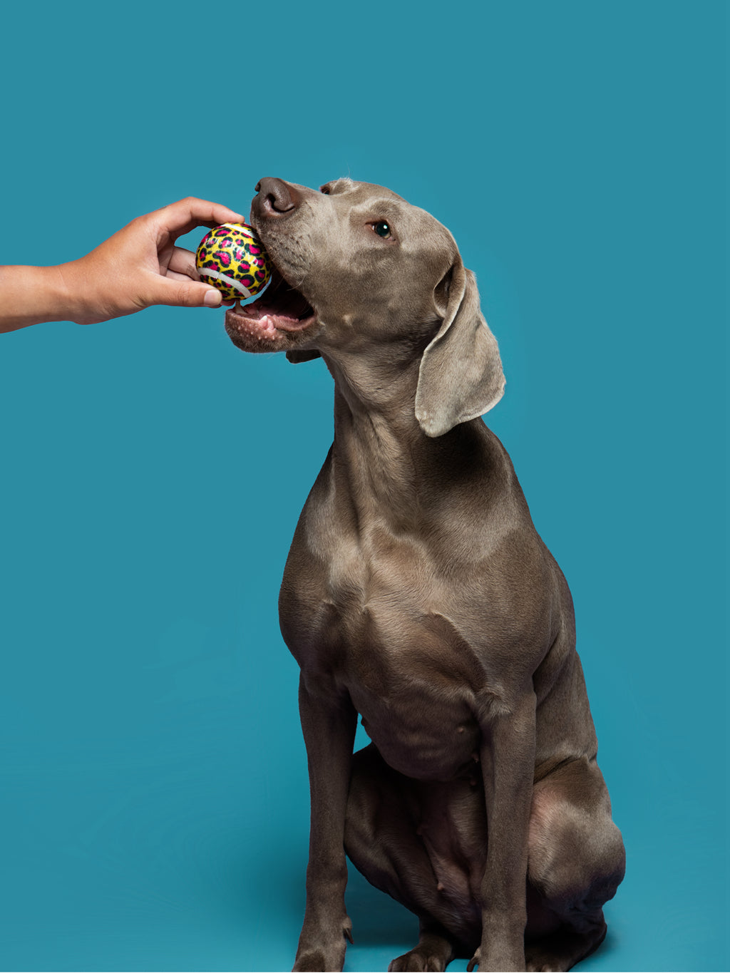 “Leopard Pop” Tennis Ball / 「レオパードポップ」テニスボールトイ