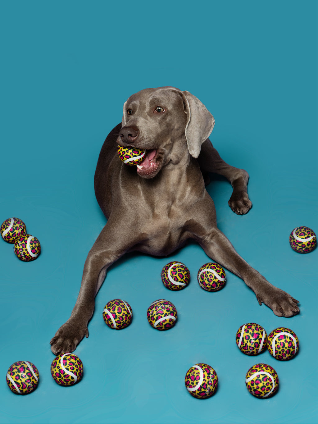 “Leopard Pop” Tennis Ball / 「レオパードポップ」テニスボールトイ