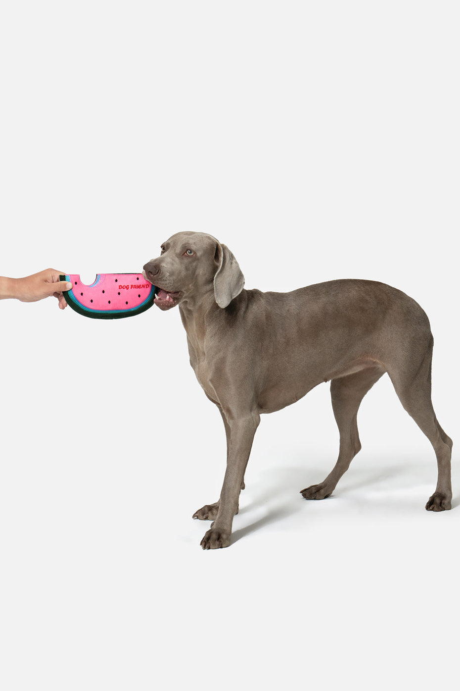 PUPSOOH “Watermelon Flyer” Dog Toy / 小犬計画「スイカフライヤー」ドッグトイ