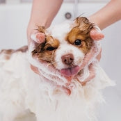 Natural Earth Pet Soap Bar/ナチュラルアース ペットソープバー