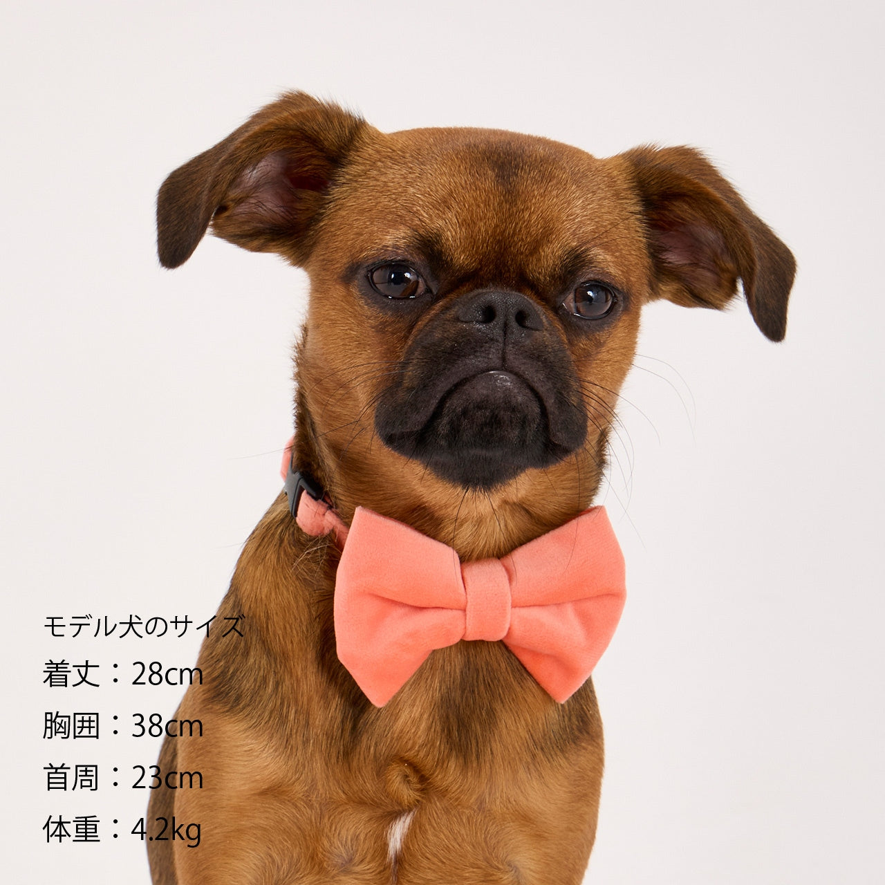 BOW TIE/ボウタイ