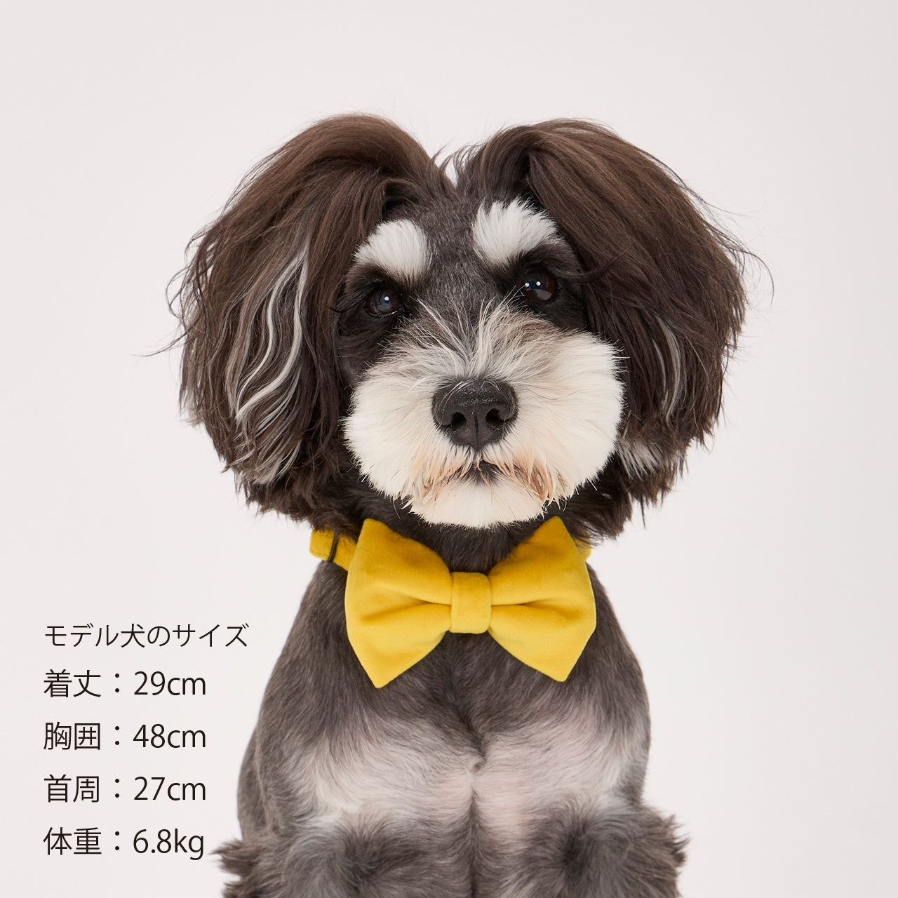 BOW TIE/ボウタイ