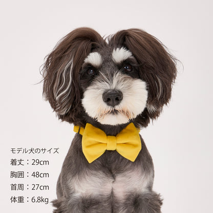 BOW TIE/ボウタイ