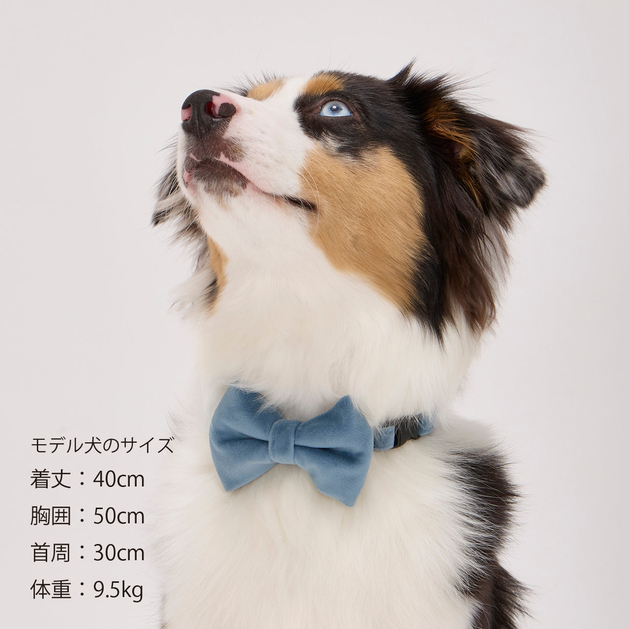 BOW TIE/ボウタイ