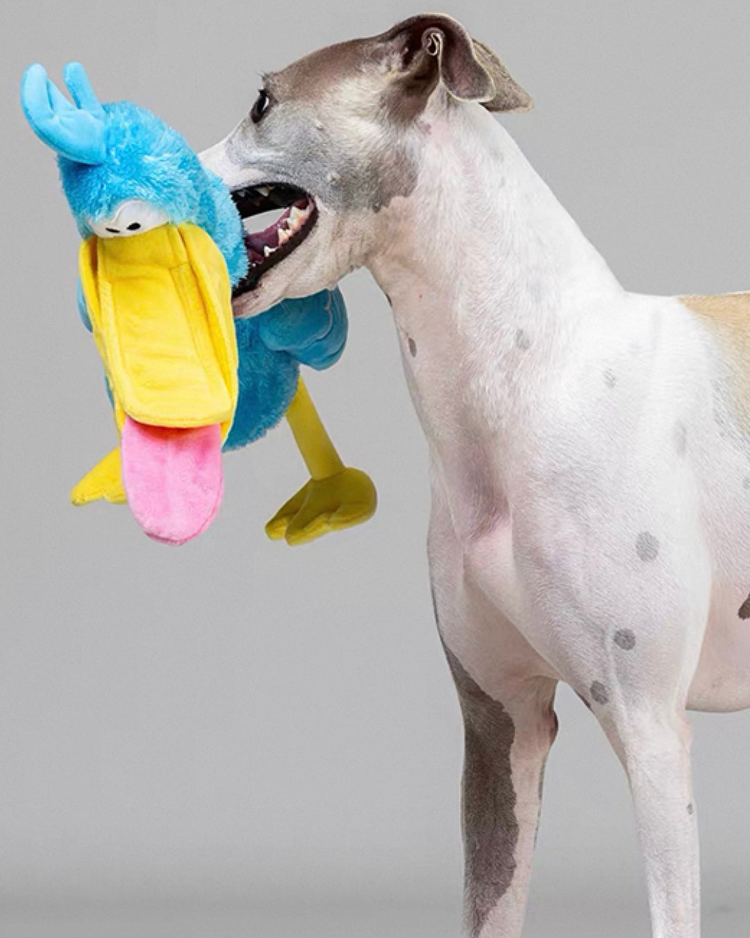 DADA BIRD Hidden Snack Plush Toy/ダダバード ノーズワークぬいぐるみトイ