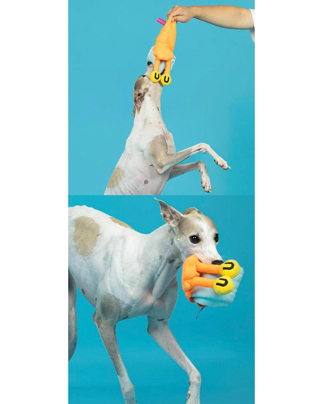 Snuffle Snail Nosework Toy/スナッフルスネイル ノーズワークトイ 犬用おもちゃ