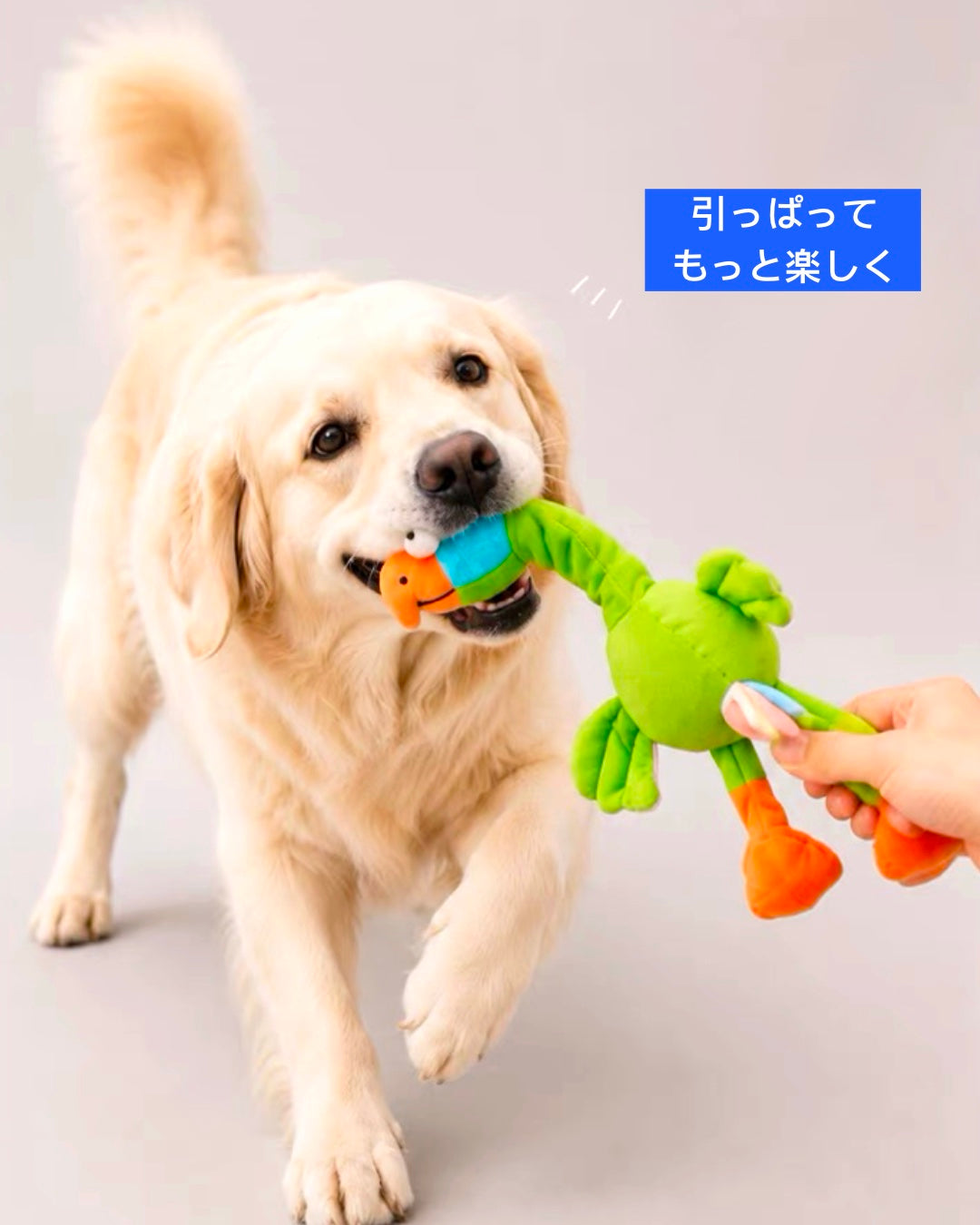 Twist & Squeak Long-Neck Bird Toy / ロングネック バードトイ